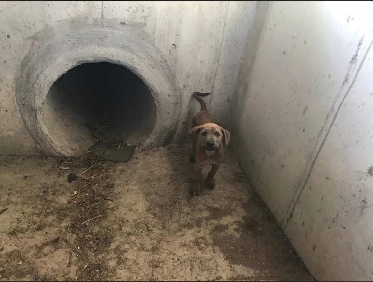 SamfromSpain's tweet image. ‼️URGENT MED RESCUE‼️
How can STORMY #A293060 suddenly be listed TBK@ Corpus Christi AC TOMORROW4/24!
Falls into storm drain,injures back leg &amp;amp; uncaring owner dumps him 2 die
Can’t let his life end like this!
PLZ PLEDGE
Immediate #RESCUE needed
He’s not even being given a chance!