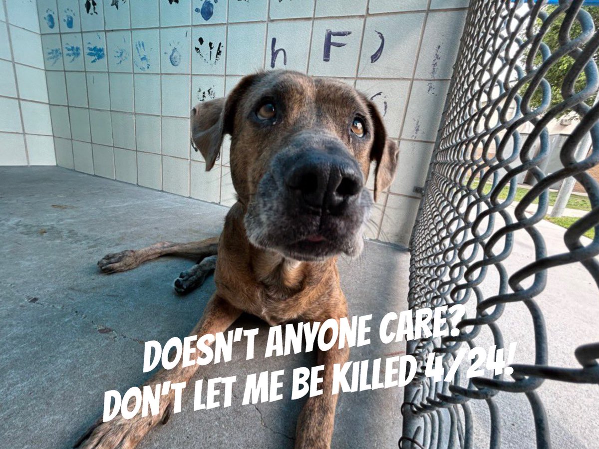 SamfromSpain's tweet image. URGENT RESCUE‼️
STORMY #A293060 here!
Just don’t understand
Fell into a drainage ditch, injured my leg &amp;amp; my owner dumped me
Thought he cared about me!
And now I’m 2 be killed @ Corpus Christi AC TOMORROW 4/24‼️
WHY⁉️
Don’t wanna die!
PLEDGE
#RESCUE me
Time is of the essence!