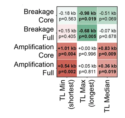 florisbarthel's tweet photo. New preprint! We used Oxford Nanopore long-read sequencing to ask: does chromosome-arm-specific telomere length shape how IDH-mutant astrocytoma genomes evolve? Short answer: yes, and in two opposite directions. 🔗 https://t.co/JlhHydzigr https://t.co/4o54sYjFQ0