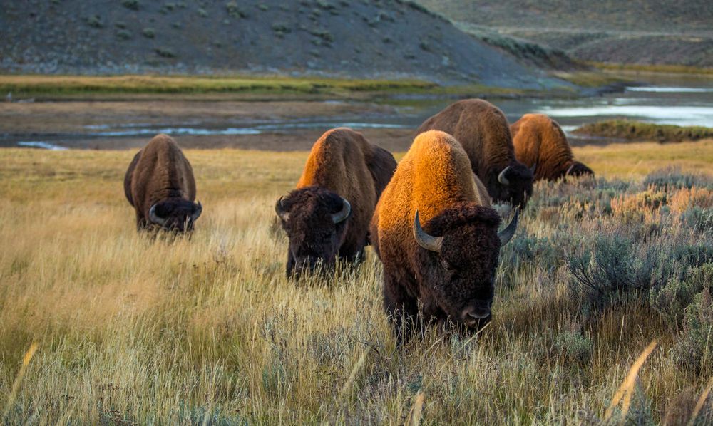 Did you know that Trump’s Department of Interior is trying to kick our National Mammal off of Interior lands where they have grazed for decades?

Ask yourself, what would Teddy Roosevelt think of Trump’s Interior?

📸: © Thomas Szajner / WWF-US