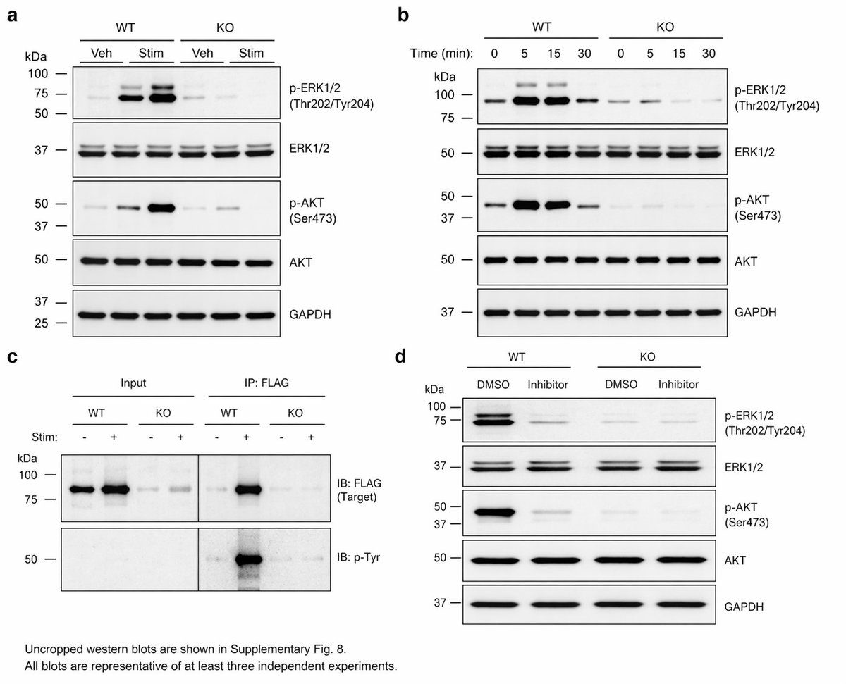 Mikael Elias tweet media