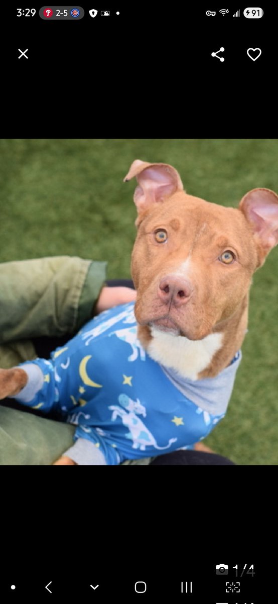 MyBoxerLuvMac1's tweet image. 💔Tulip💔
#NYCACC #250471 1y
▪️Listed TBK: 4/25💉 
#RescueOnly

Precious sweetie's💔, arrived stray 30 days ago!
Tiny cell's no place 4 a puppy!
Low threshold for arousal, typical of puppies.
Social, seeks attn, adores ppl!
Needs loving, N.East #Foster, 4 structure, 2 decompress