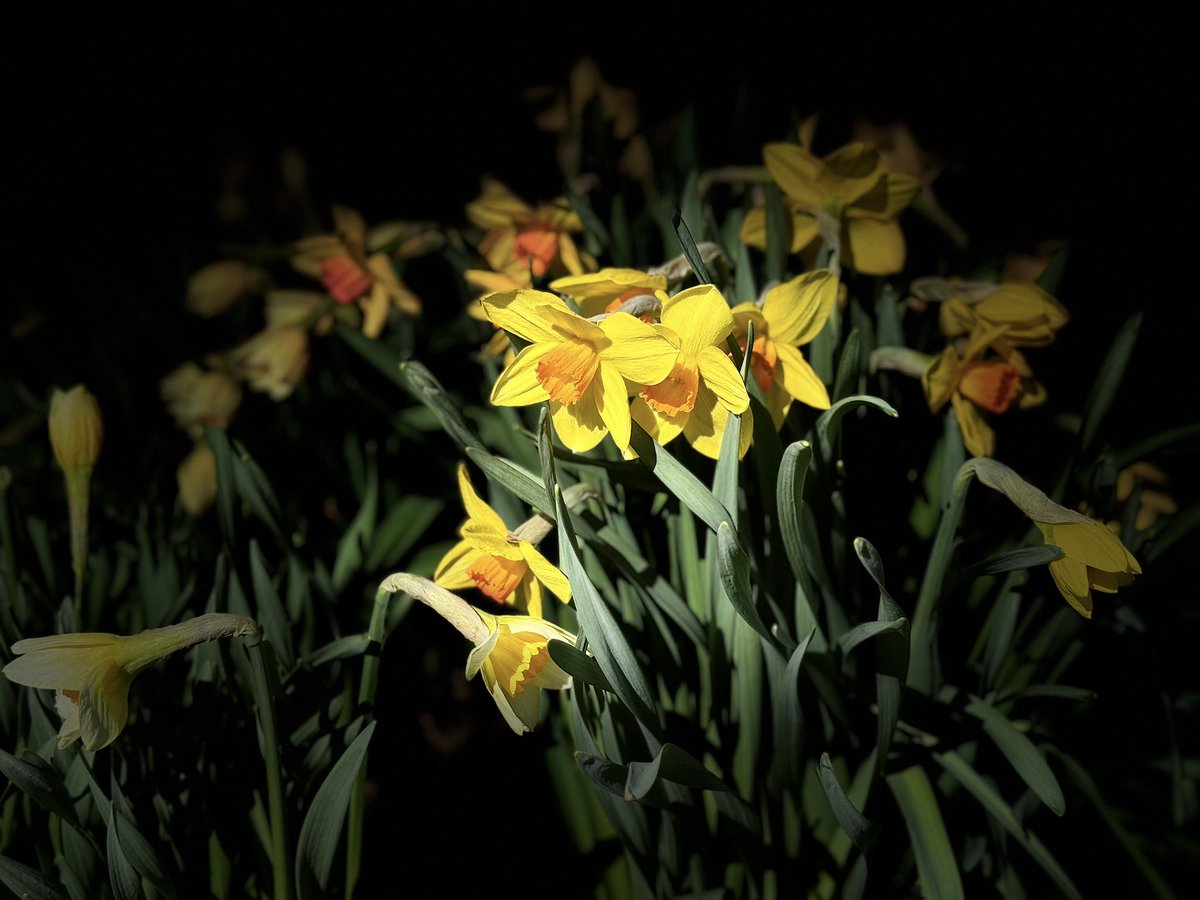BryanMarquard's tweet image. Artsy daffodils out front, just now. The colors bring me joy. #flower #blossoms