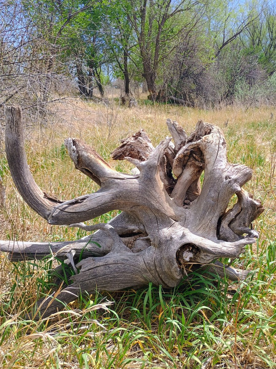 Liz Selene tweet media