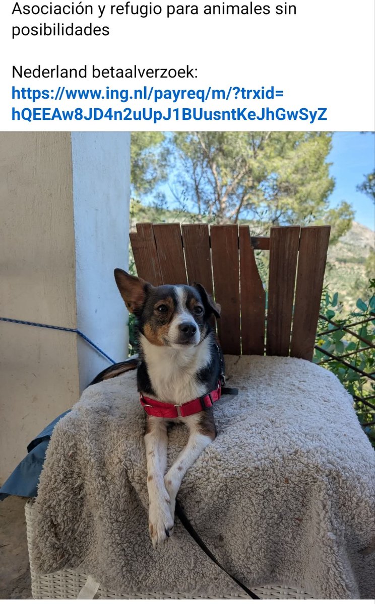 CefiroyCoco's tweet image. Asociación y Refugio para Animales sin Posibilidades ASRA pide un empujoncito.💪🏼
#MuroDeAlcoy
#Alicante