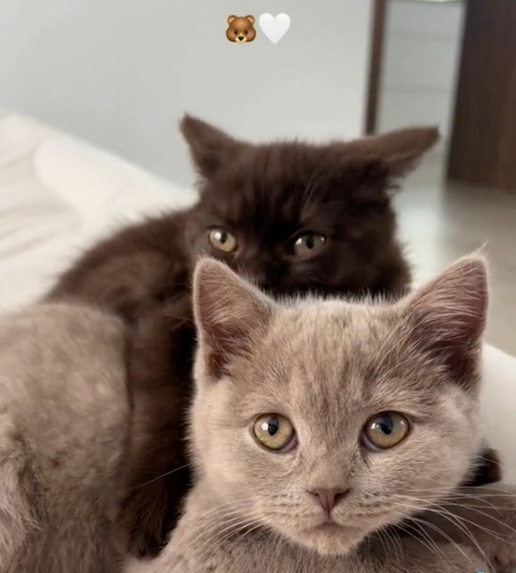 lily+ the cats tweet media