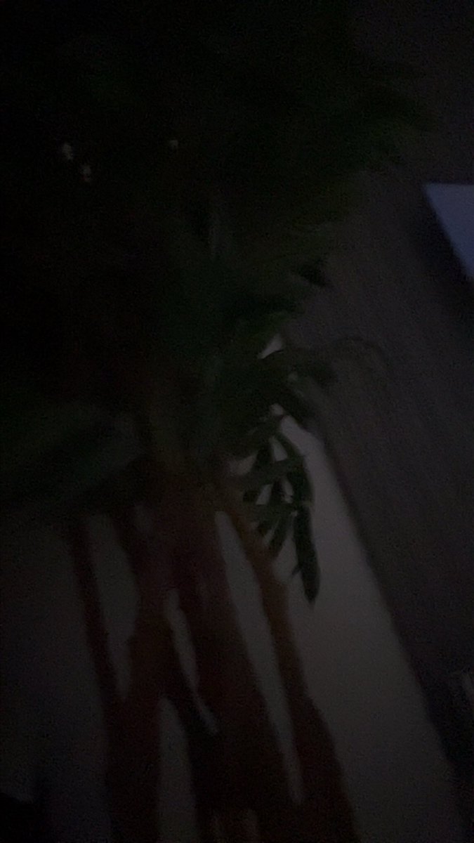 رنـو tweet media