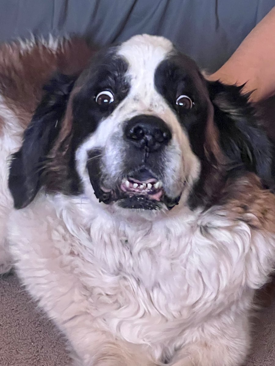 Lynxasauras's tweet photo. Stitch wants me to let you all know that there’s only 6 hours left for voting. https://t.co/2QSF83GrcM https://t.co/9ebLmzAWVh