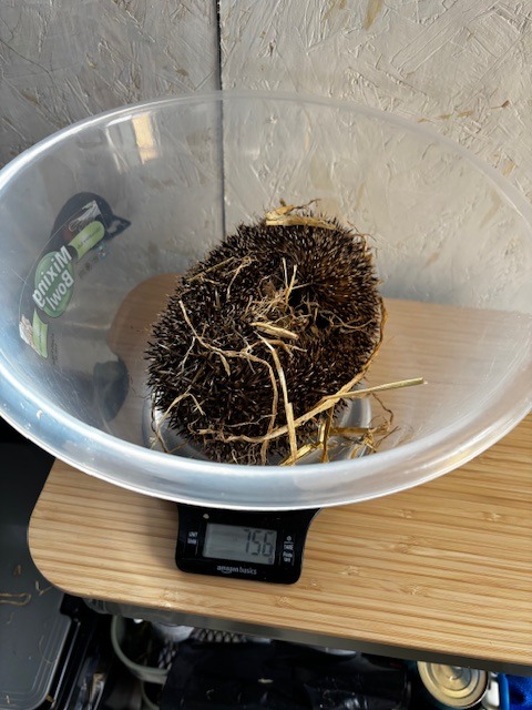 Caerphilly Hedgehog Rescue tweet media