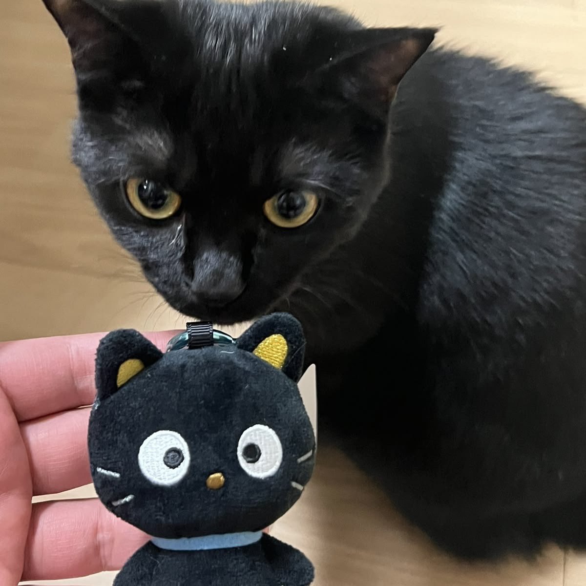 Black cats are not bad luck tweet media