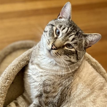 🙏🏽PLZ SHARE
💙Big, Handsome 5YO #Siamese #Tabby Mix Kitty APPLE💙
📣Needs A Cat Savvy #FureverHome🏡W/ Another🐈
▶icraeastbay.org/cats/apple-201…
🙏🏽#AdoptDontShop
#Alameda, #CA #Oakland #SpecialNeeds
☑Cats☑Adults #ForgottenSoulsHour #US #Cats
👉🏽#FIV+ Cats Can Live A Long Healthy Life