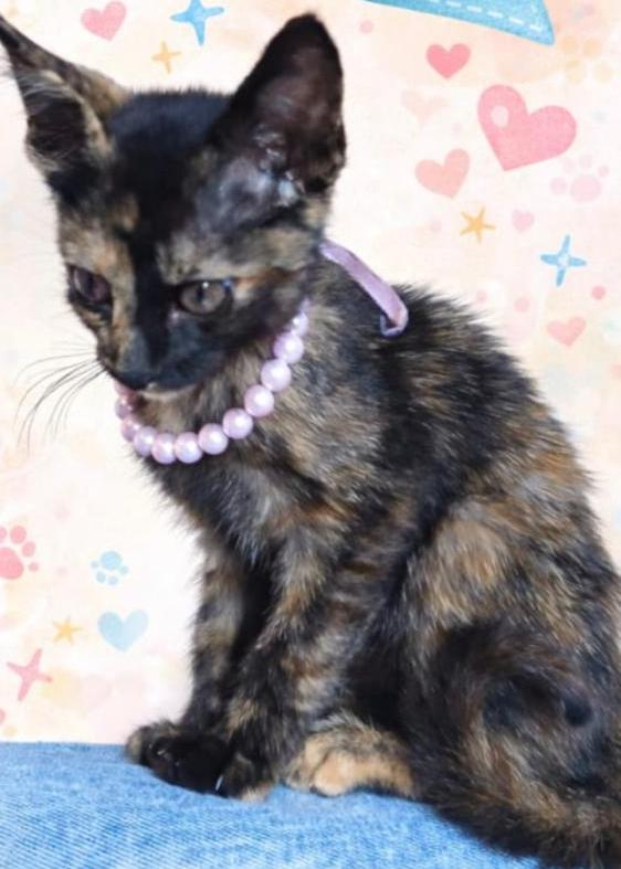 Preciso de sugestões de nomes para essa gatinha 
CC <a href="/BichinhosFB/">Bichinhos fofinhos pra quem ta cansado</a>