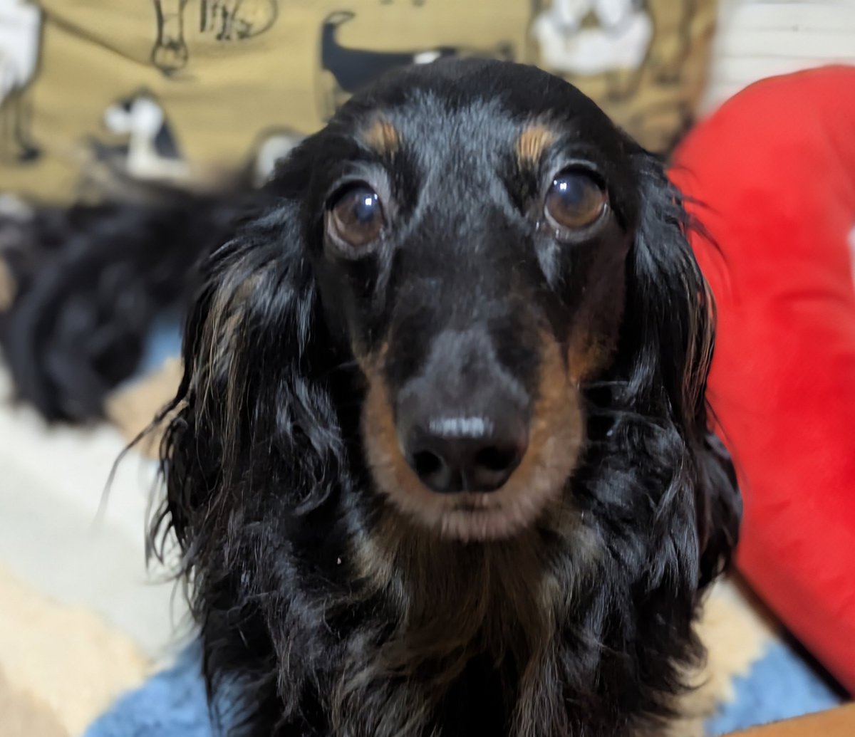 官兵衛君パパ tweet media