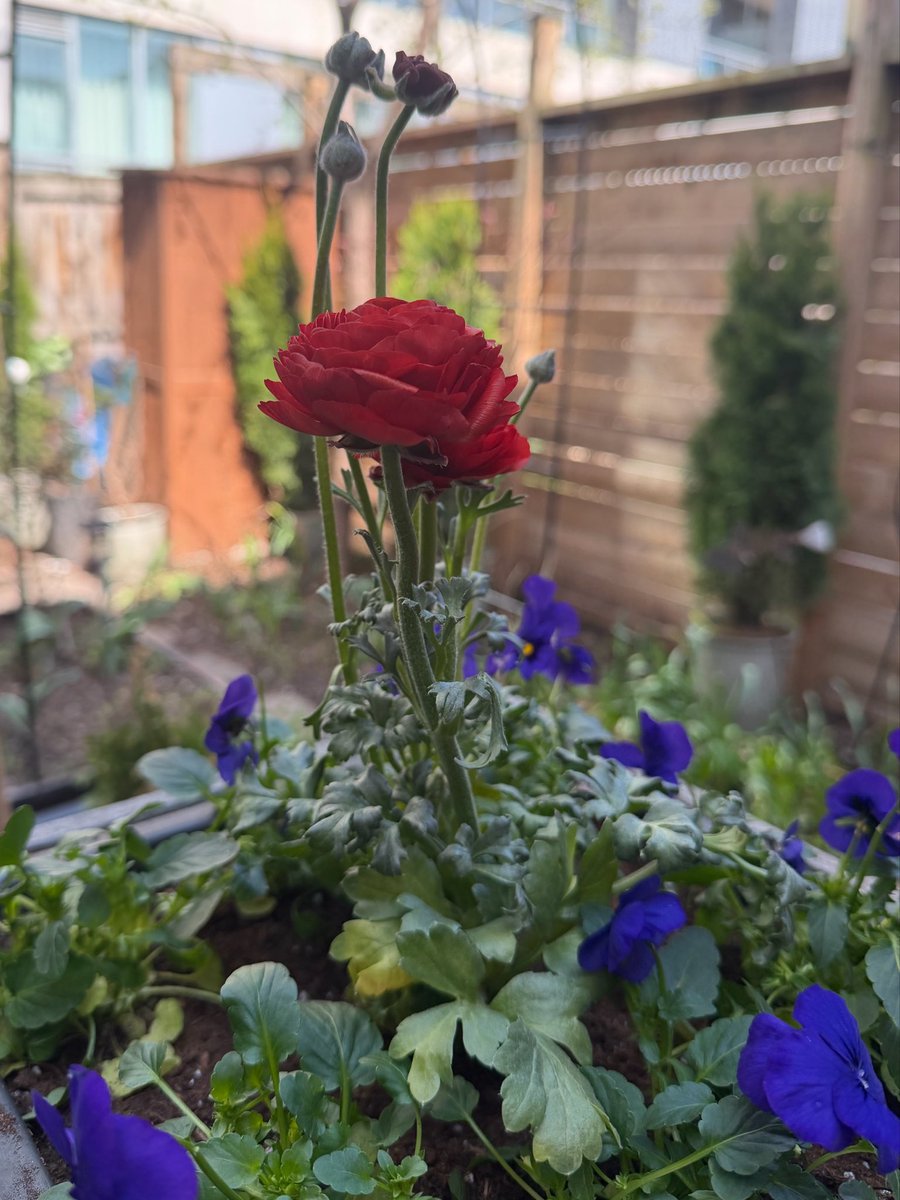 justingodard's tweet image. Ranunculus and Violas in #mygarden today.  ❤️💜 #flowers #backyard #gardening