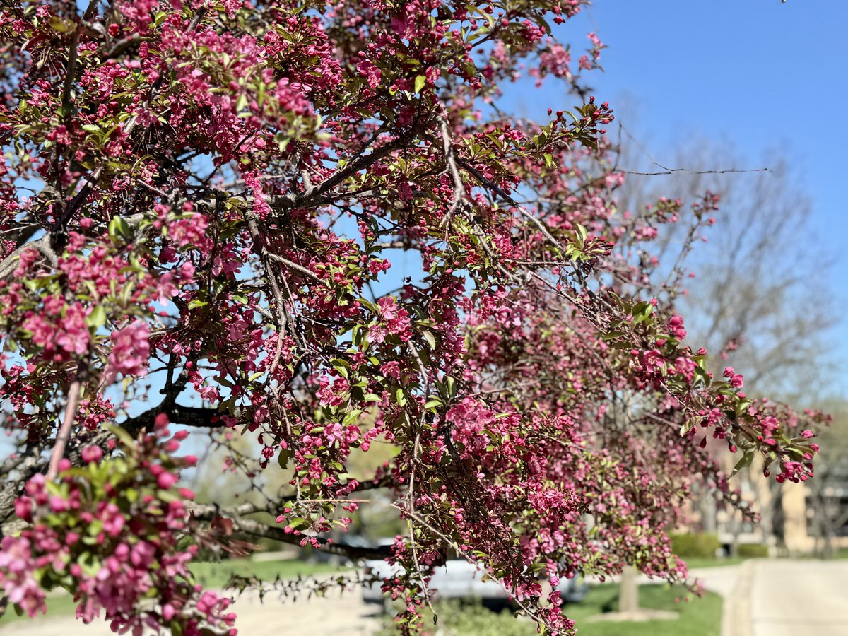 MichaelHeimlich's tweet image. Red crabapple tree spring blossoms-blooming-blooms-flowers-nature-sunshine-sunny-blue sky 3:25pm April 22 2026 Northbrook Illinois USA -Editorial Use Permission w/Credit: Michael Heimlich @MichaelHeimlich; #Blossoms #Spring #Crabapple #Tree #Sunny #wx #ILwx @NWSChicago #StormHour