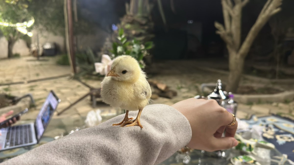 𝗡𝗮𝗱𝗮 𝗔𝗹𝗶 tweet media