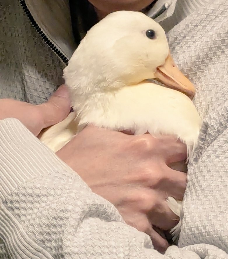 赤井びん tweet media