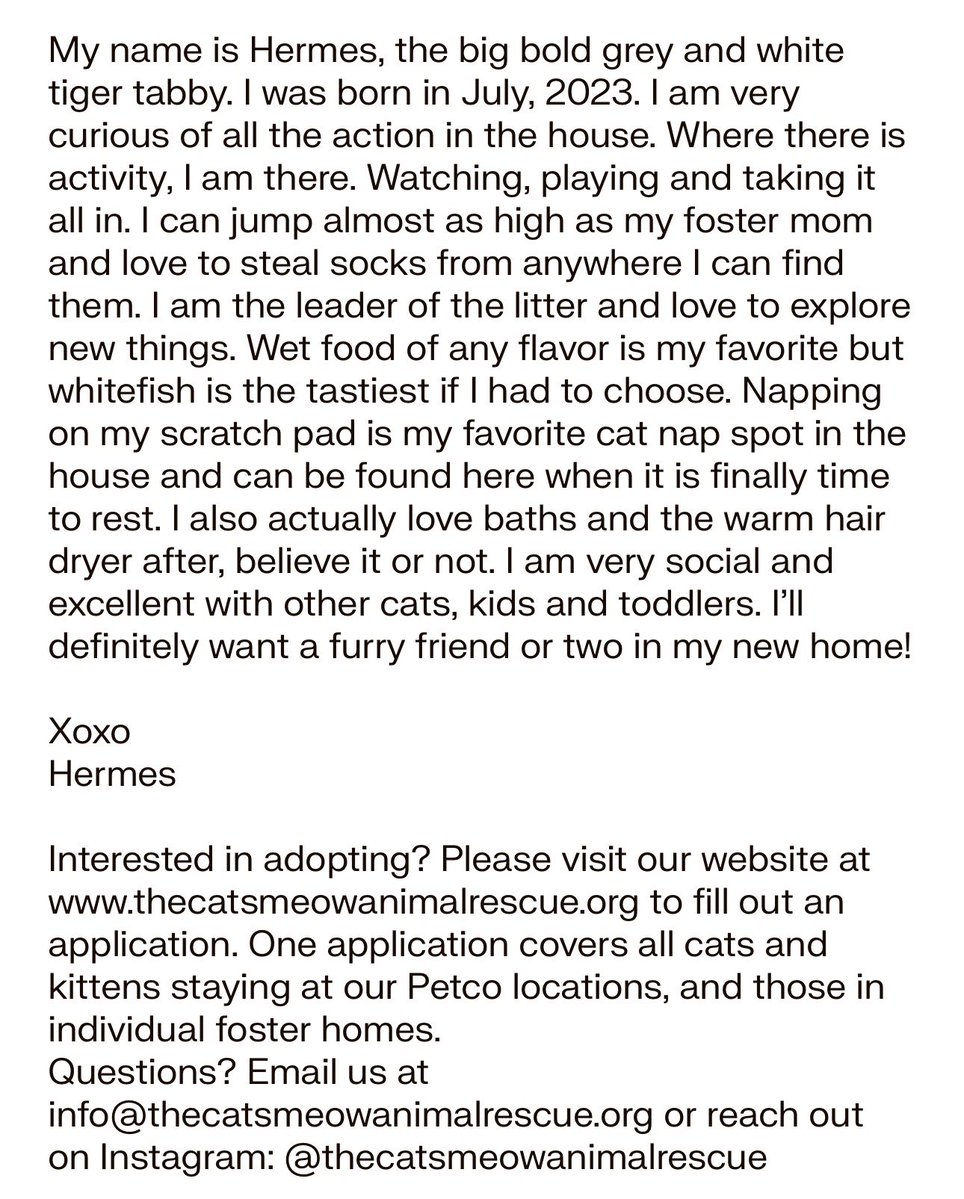 #forgottensoulshour 
Hosted by <a href="/AdoptRescueCats/">Adoptable Rescue Cats in California</a> 

Hermes has been waiting 2+ years for a #foreverhome in #LosAngeles 

Please share so this sweet guy can find a family by his 3rd birthday in July!

#AdoptDontShop #CatsOfTwitter #CatsOfX #XCats #AdoptMe