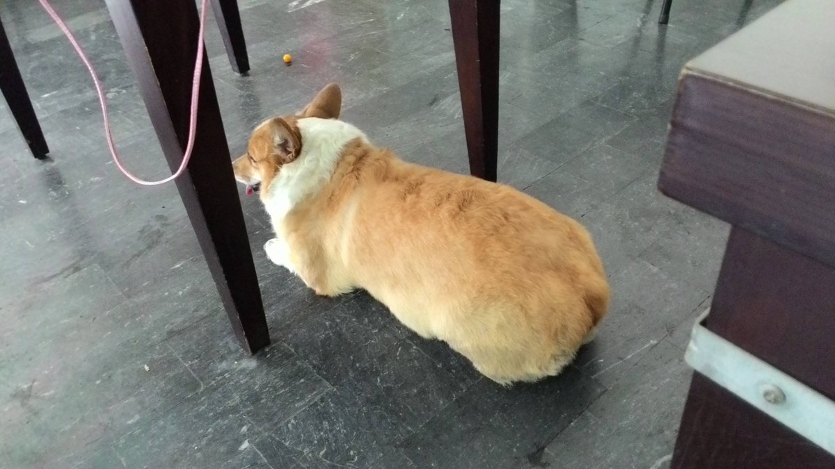 Carian Holland tweet media