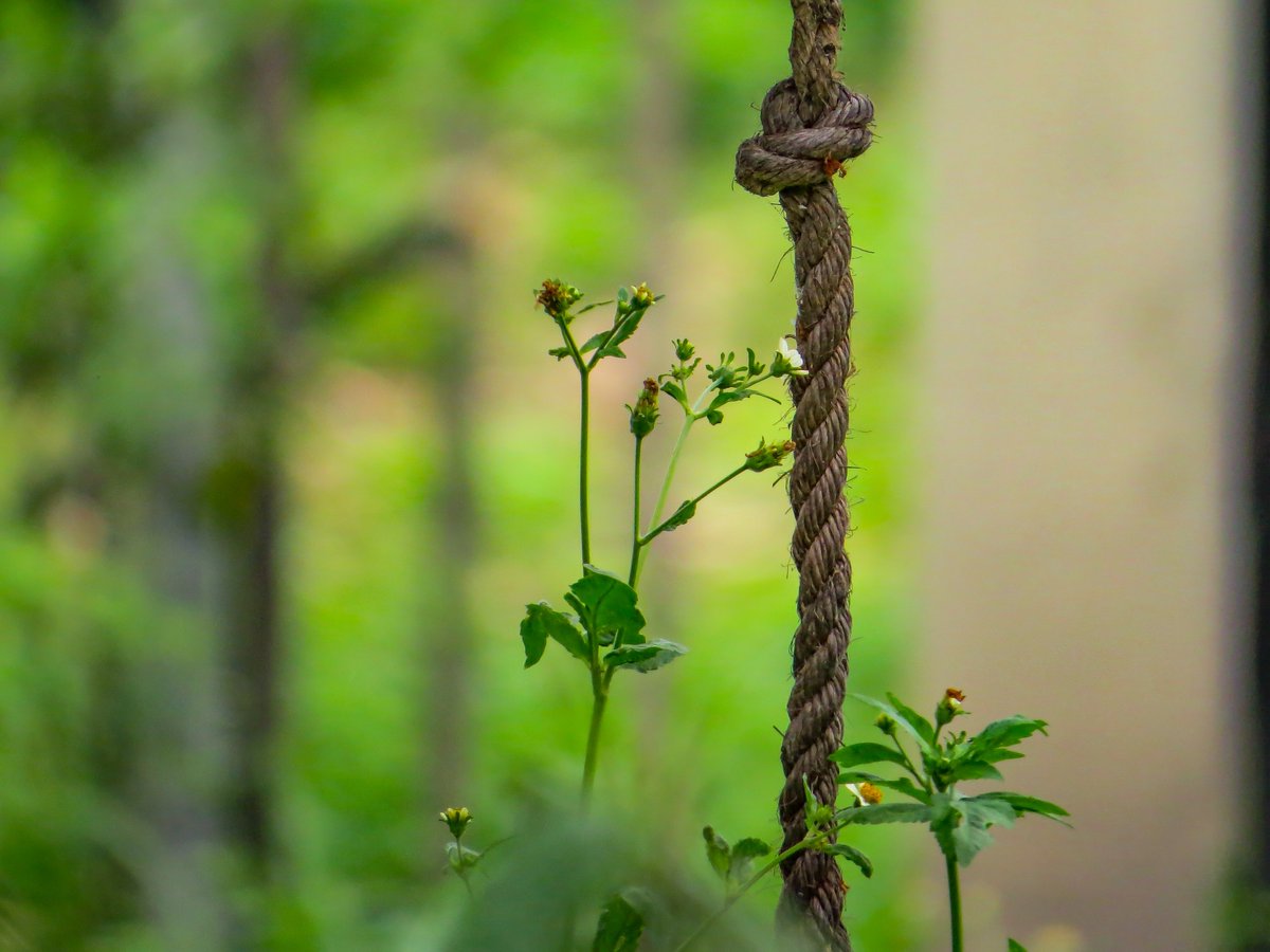 Aranea_Artes's tweet photo. Nudos y flores
La vida no espera a que la suelten.
#photography #fotografia #nature https://t.co/p3yPWqjS8y