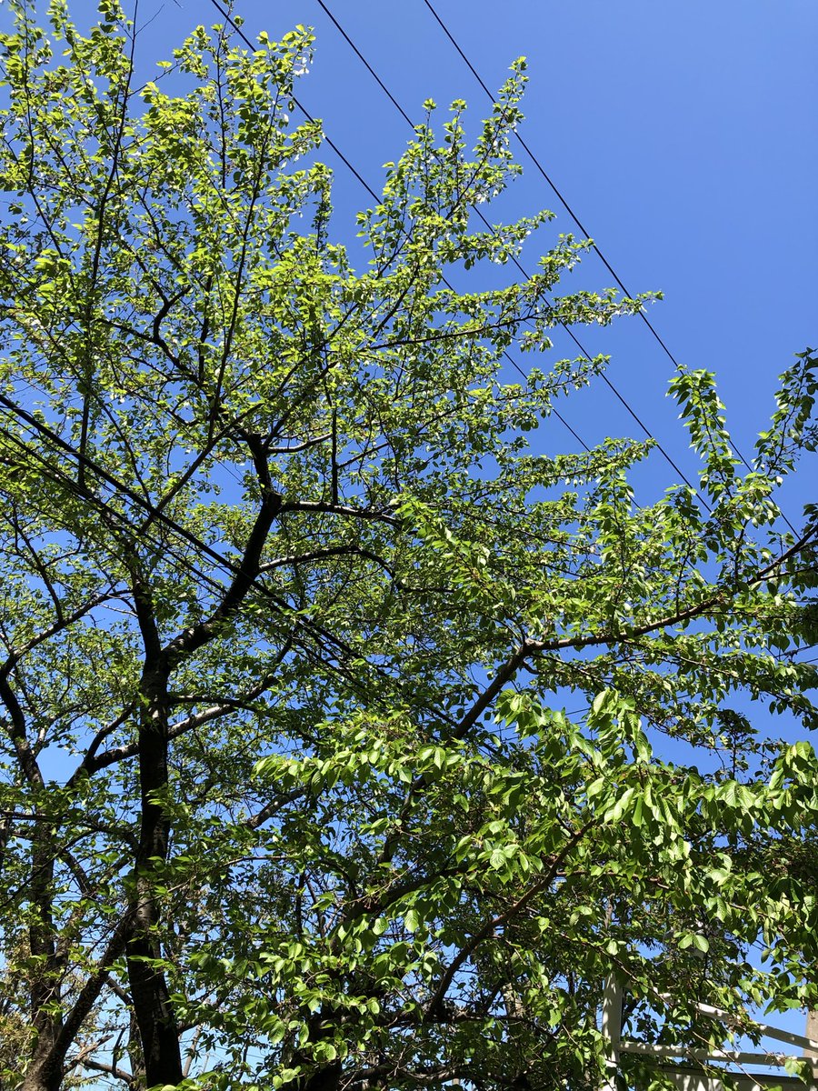 ささいムサシ tweet media