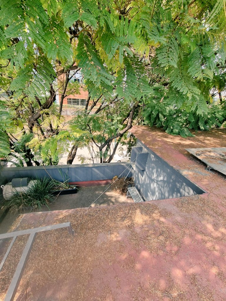 KarinaAldanaVa1's tweet photo. @mauriciotabe @BorneoClau19001 @AlcaldiaMHmx urge poda de árboles y desasolve en coladeras  en la Verónica Anzúres se corre peligro por caída de árboles viejos. https://t.co/X7HWQnwewh