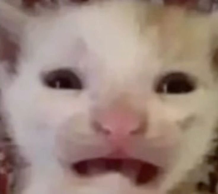 iris busca mutis !!! me pusieron shadowban :v tweet media