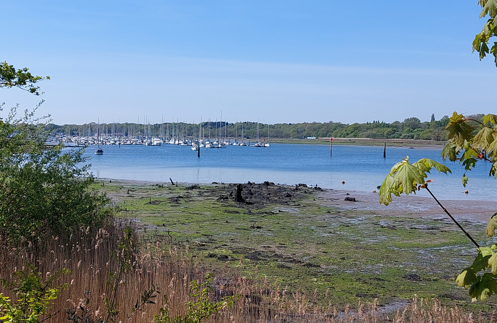 BobMockford's tweet image. A sunny walk out to Lower Swanwick on Thursday, then down the river Hamble to the beach on Southampton Water. 23 April 2026. #walk #walking #Hamble #Warsash