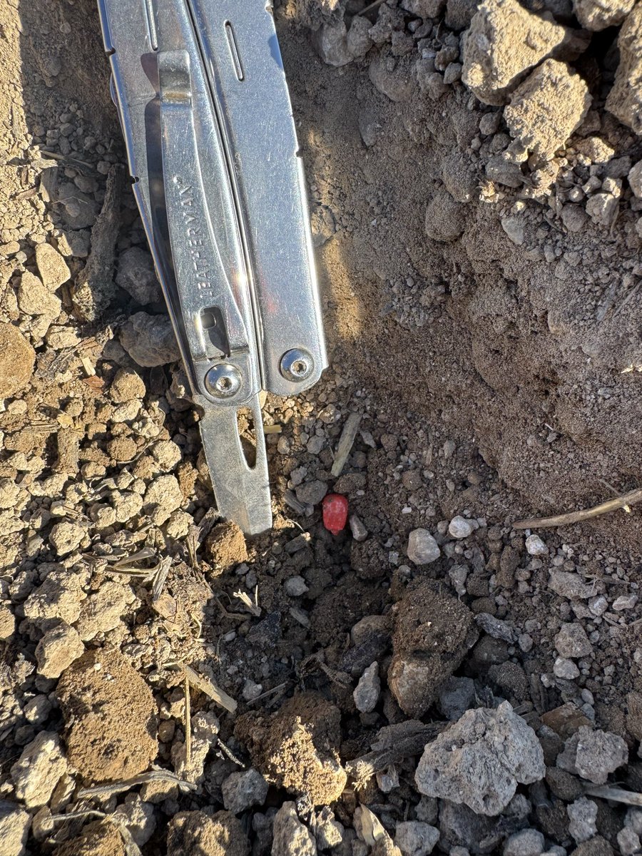 JimScarratt's tweet photo. Maize drilling is go. Constance at 105,000 seeds per ha. Dry, but managed to find a little moisture at depth. @FutureBiogas #Dalbo @ErnestDoeSons @CLAAS_Eastern #mashio #Energy https://t.co/NfbCS8Sxam