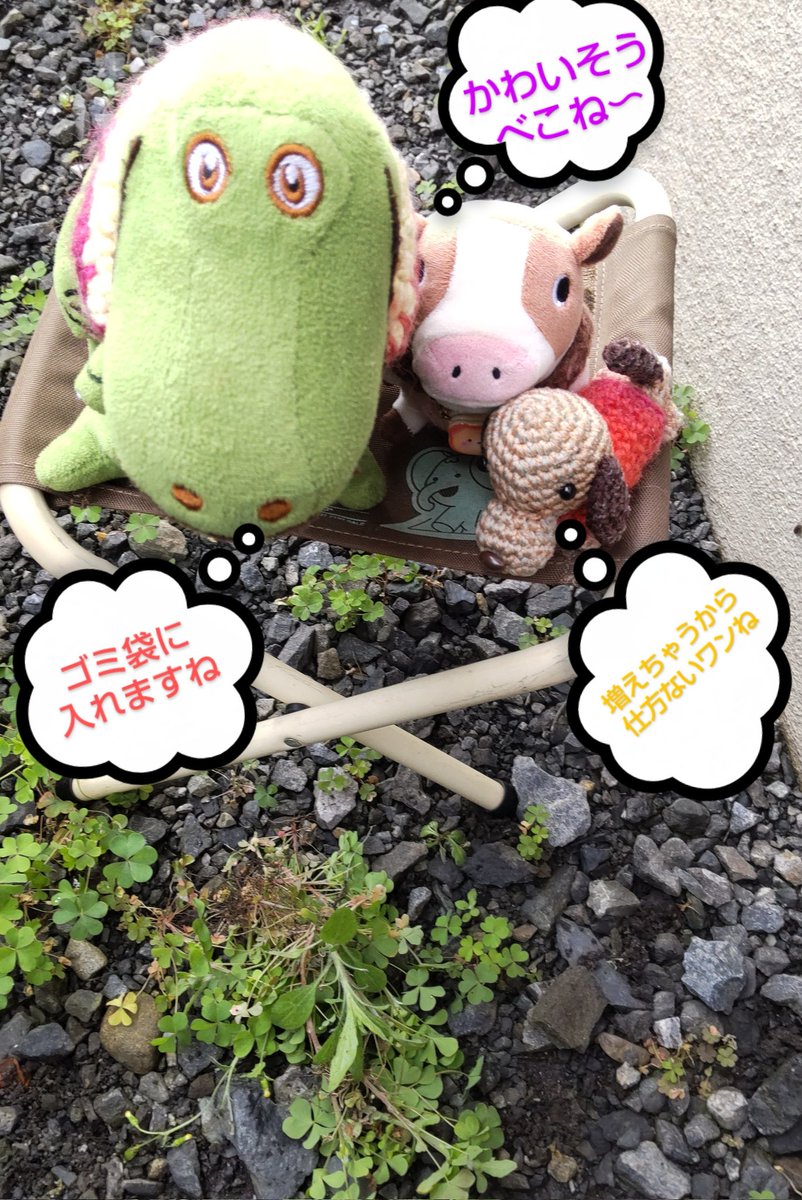 🍊ぷぷ（主）＆🌈支ぶちょー🐶の部屋 tweet media