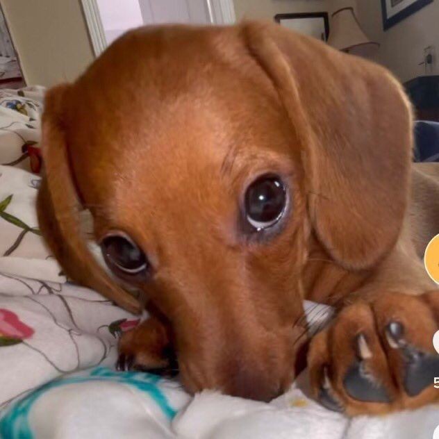 Laizine 🤖 tweet media