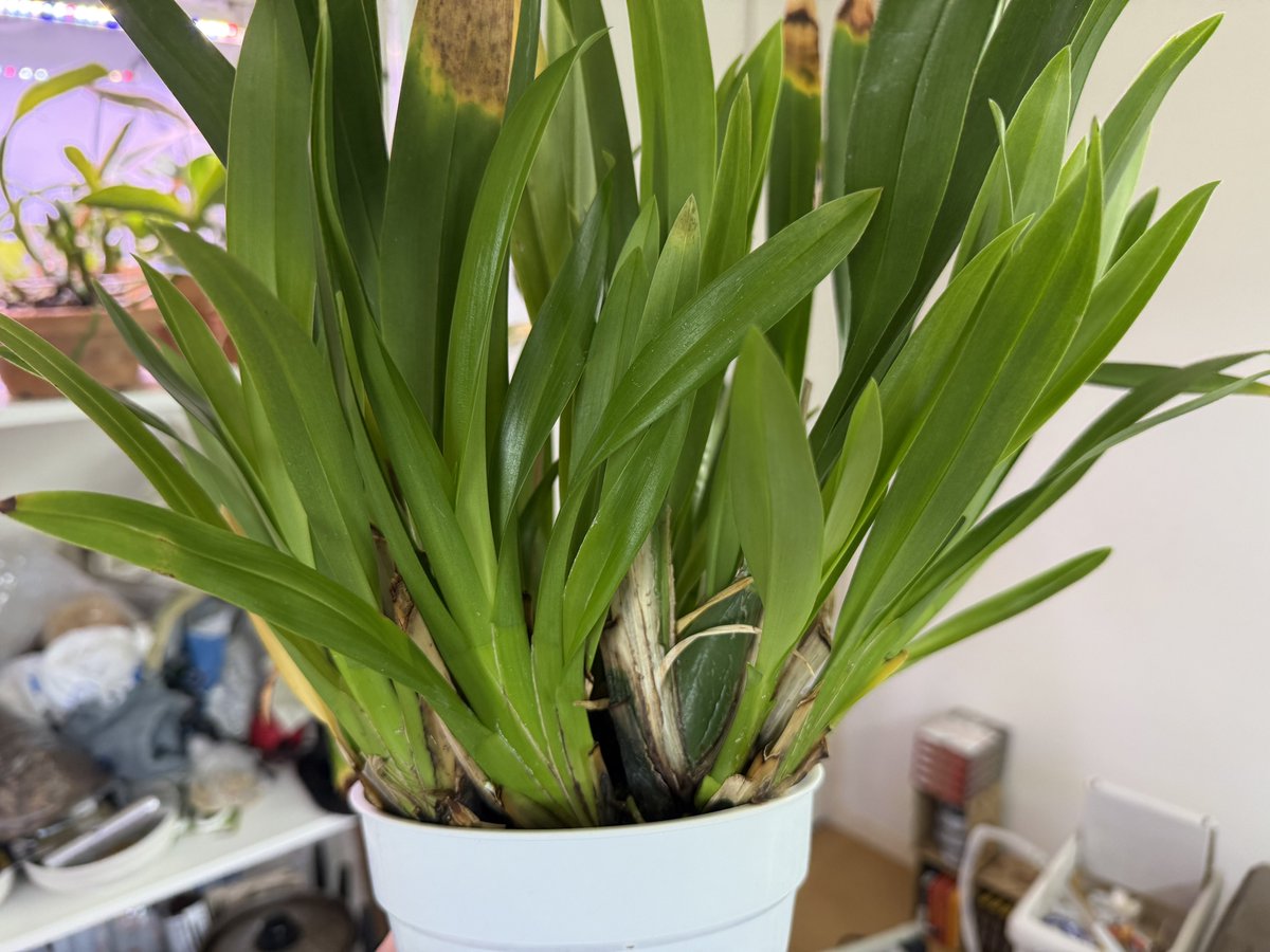 もにやん tweet media