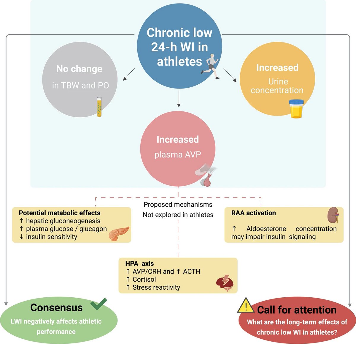Athlete Hydration: Beyond Performance Toward Long-Term Health

link.springer.com/article/10.100…