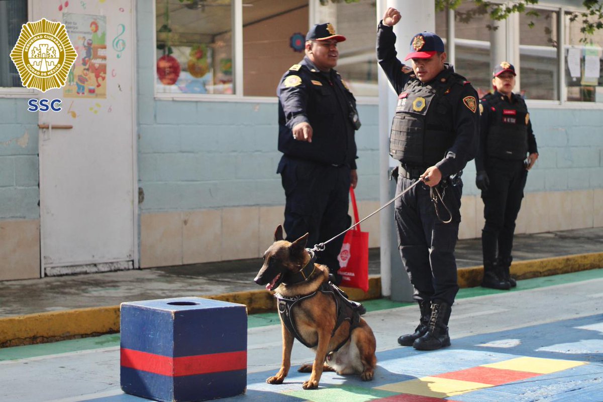 PBI_SSC's tweet image. La #PBI de la @SSC_CDMX llevó a cabo una exhibición canina 🐾 en el Jardín de Niños #Saltillo, en @AzcapotzalcoMx, en la que #Kratos y #Zeus mostraron sus habilidades y tuvieron la oportunidad de convivir con las y los pequeños.

Estas acciones fortalecen la proximidad social y