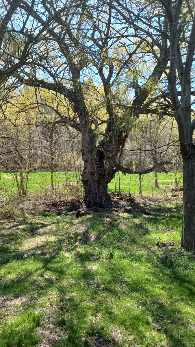 AlienAlien117's tweet photo. Perfect day for a road trip with Andy @lev8lowlevel visiting an old friend at #CaveSprings a lovely @NPCA_Ontario site, former home of the #WitchofCaveSprings Margaret Reed https://t.co/pqLIgLqR8l