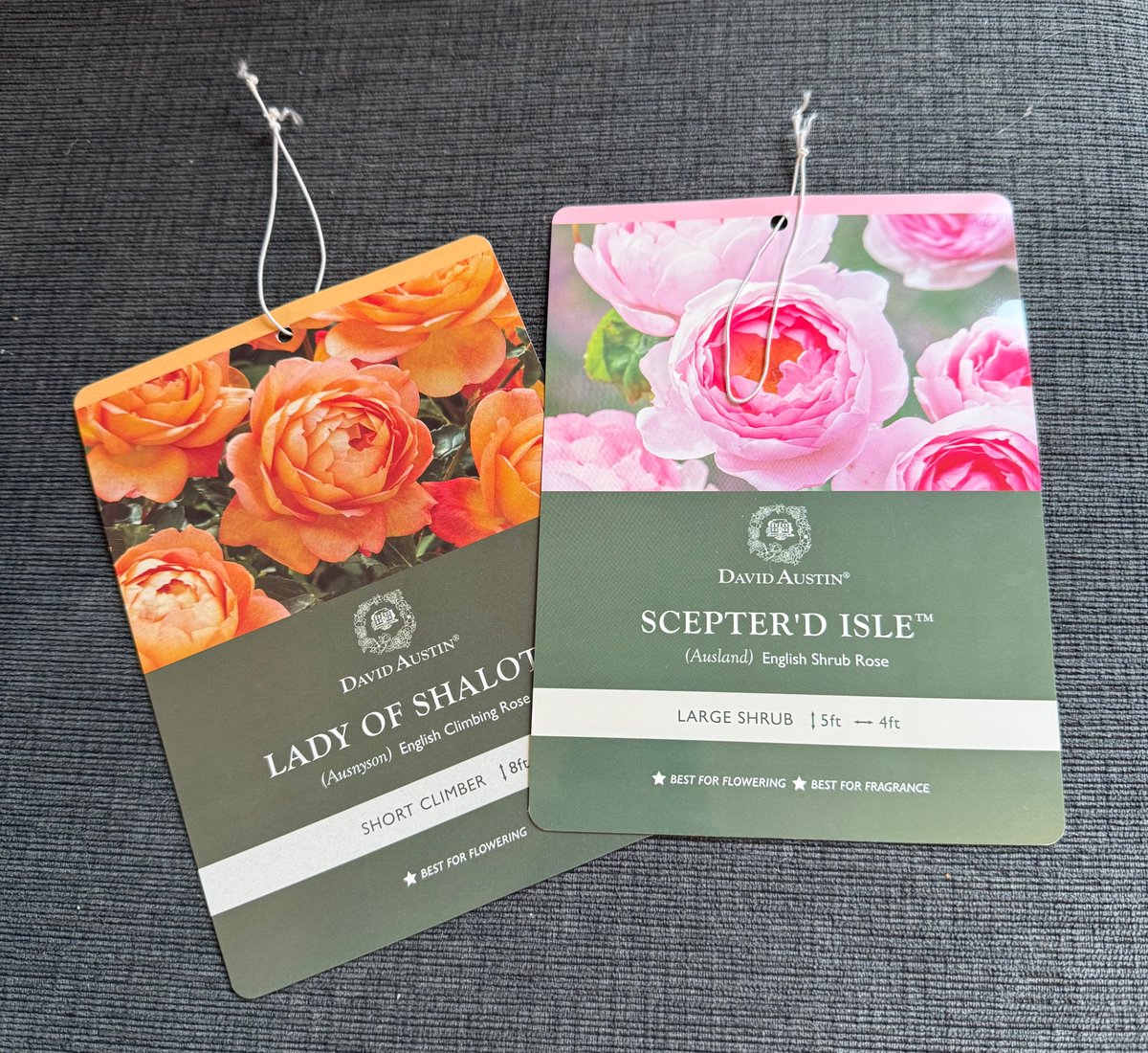 kristinaEBP's tweet image. The rep who came to our house to quote heat pumps today brought her own KN95 mask (we require masks)

She also spotted my new roses on the counter &amp;amp; turns out she is an avid rose gardener too 

Wish doctors were that considerate 😷

#WearAMask #CovidKills #SARSCoV2 #MedTwitter