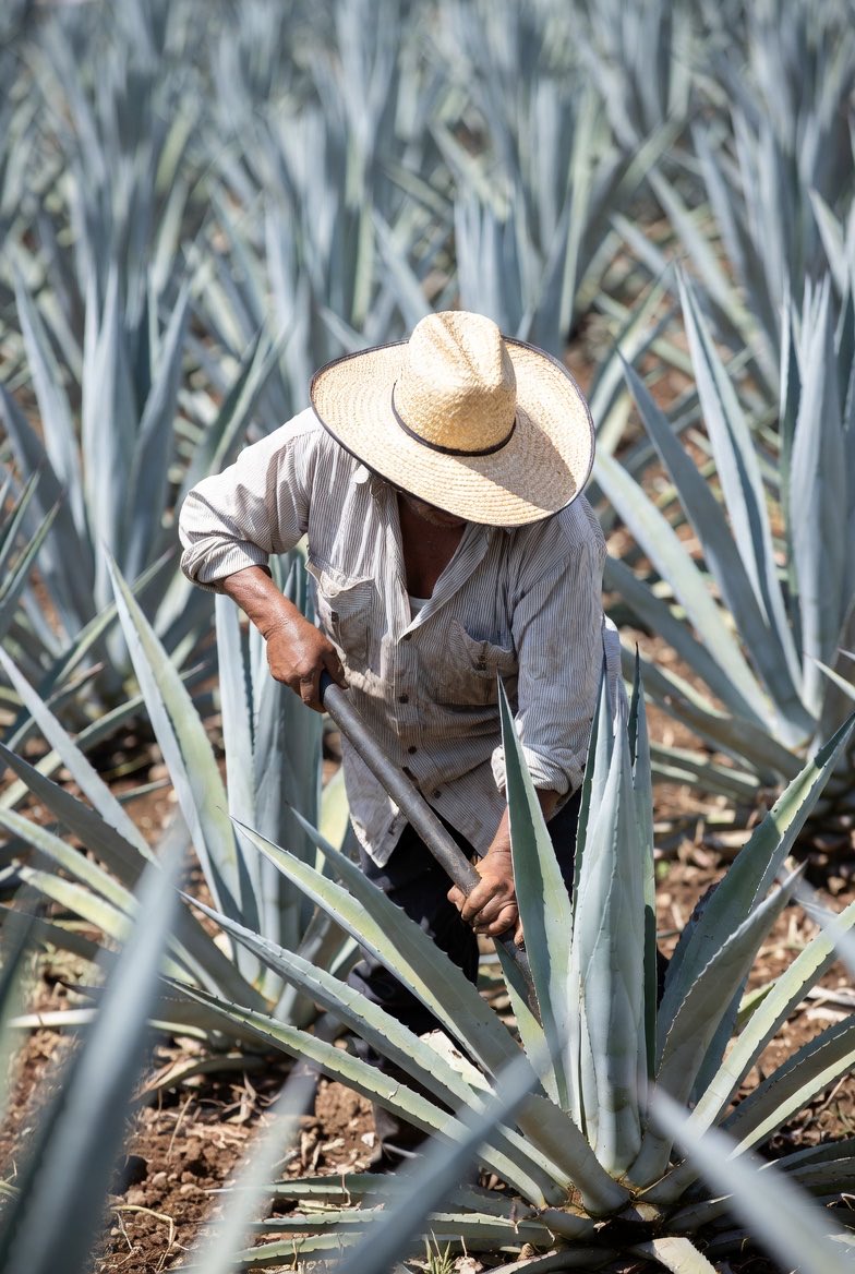 Koach_Kev's tweet image. We keep going. #agave #design #inspire
