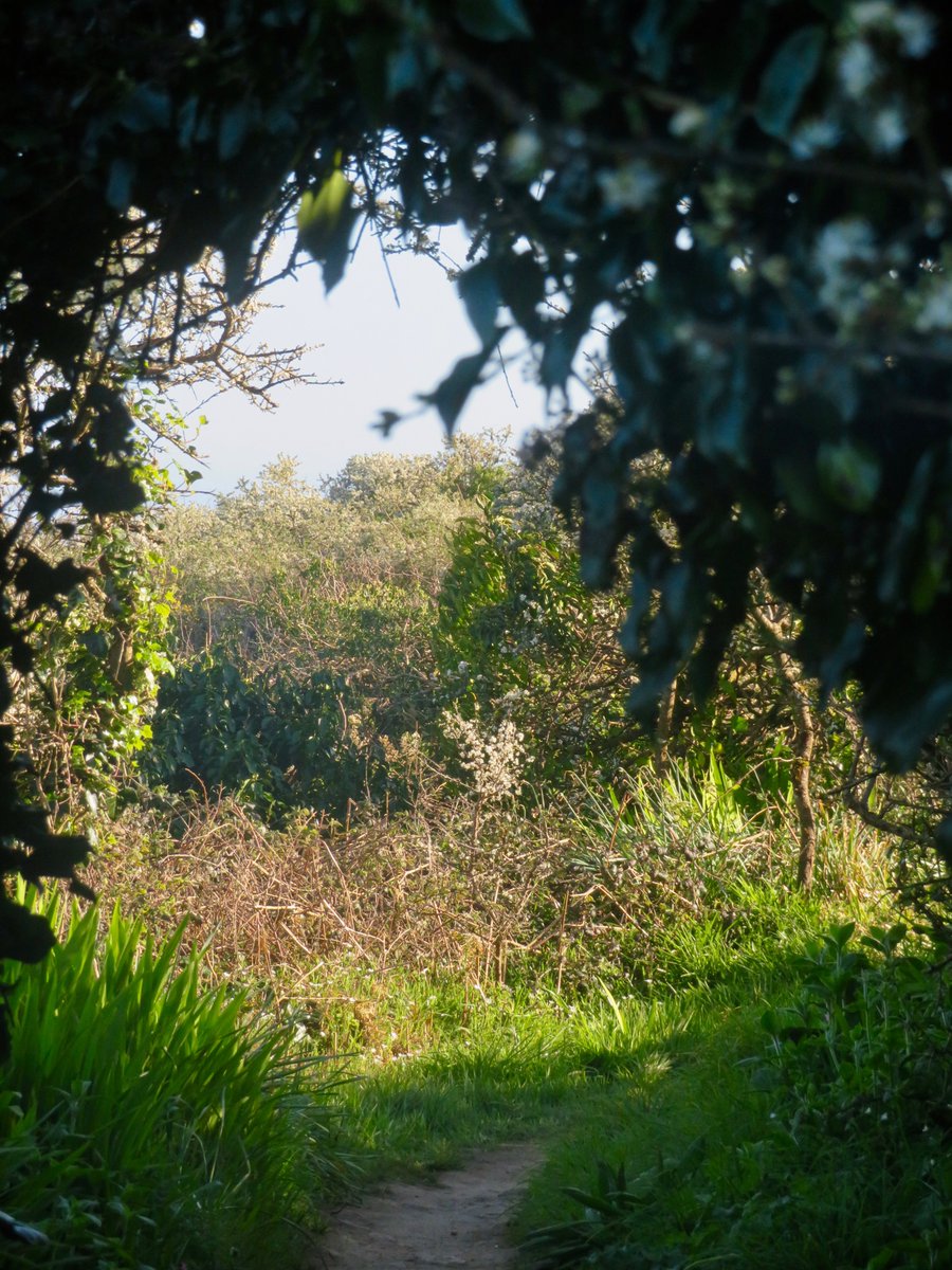 bakrim2000's tweet image. From my afternoon walk.
#walking 👣 #Cornwall