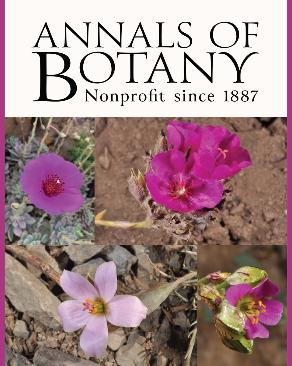 annbot's tweet image. 🆕 New issue of Annals of Botany is out!

🌿 UV protection vs photosynthesis trade-offs in bryophytes
🌱 What drives stomatal development: CO₂ or light?
🌾 Modelling leaf size across major cereal crops
…and much more

👉 botany.fyi/airfhu

#PlantScience #Photosynthesis