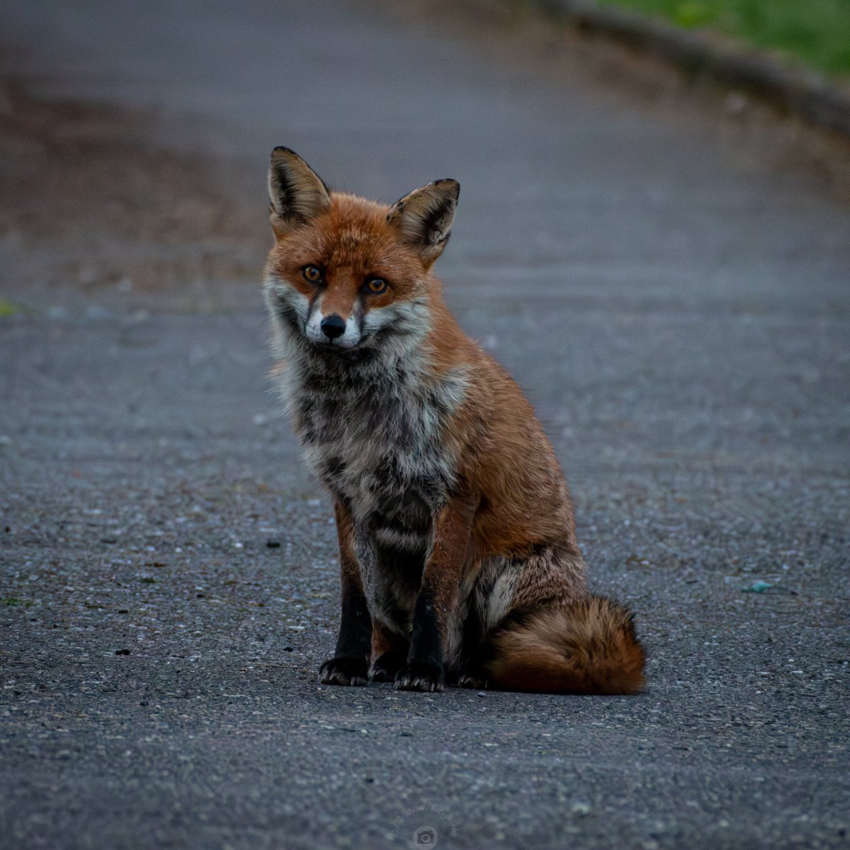 Rob Watson Photography tweet media