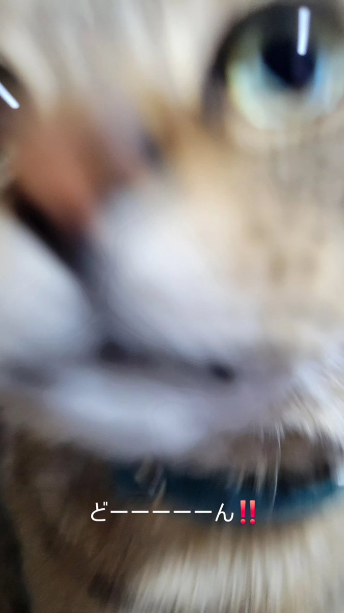 サラミパパ😻 tweet media