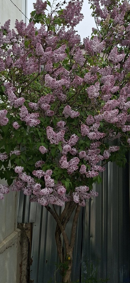 Kalözol tweet media