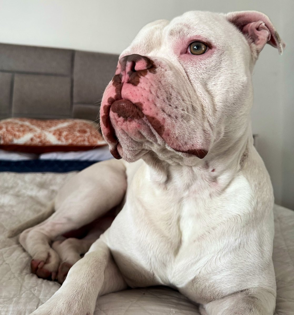 LuisKumba88911's tweet image. Conor un American Bully por donde lo vea, con fuertes rasgos de American Bulldog  más claro mi cholo blanco y mestizo. 

#Pitbull #love #Doglove