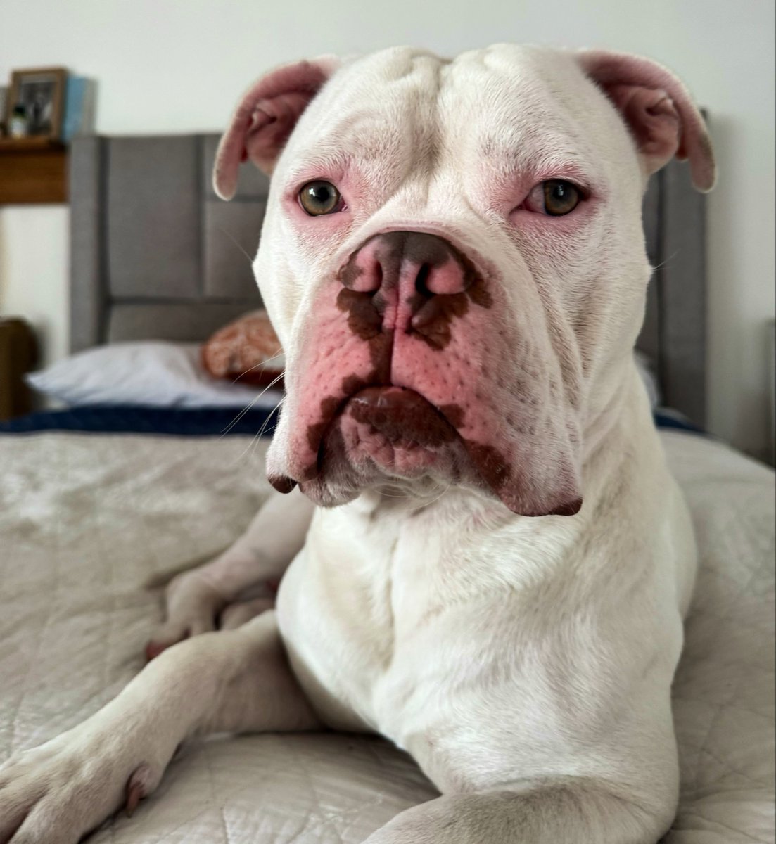 LuisKumba88911's tweet image. Conor un American Bully por donde lo vea, con fuertes rasgos de American Bulldog  más claro mi cholo blanco y mestizo. 

#Pitbull #love #Doglove
