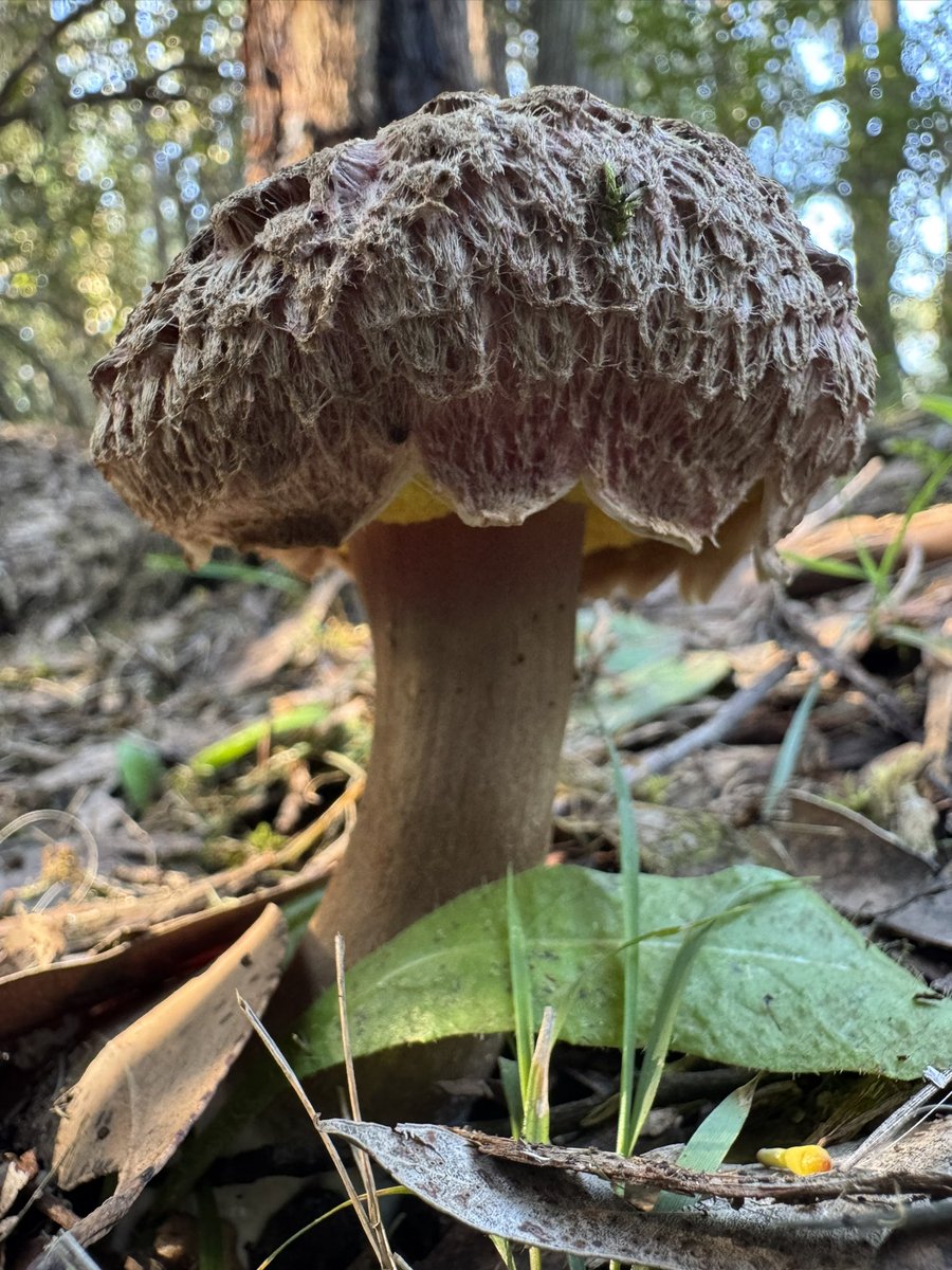 beast_talking's tweet photo. Autumn this year has given us so much fungi and some I’ve never seen before, here’s just a few https://t.co/mh8ayyzfut