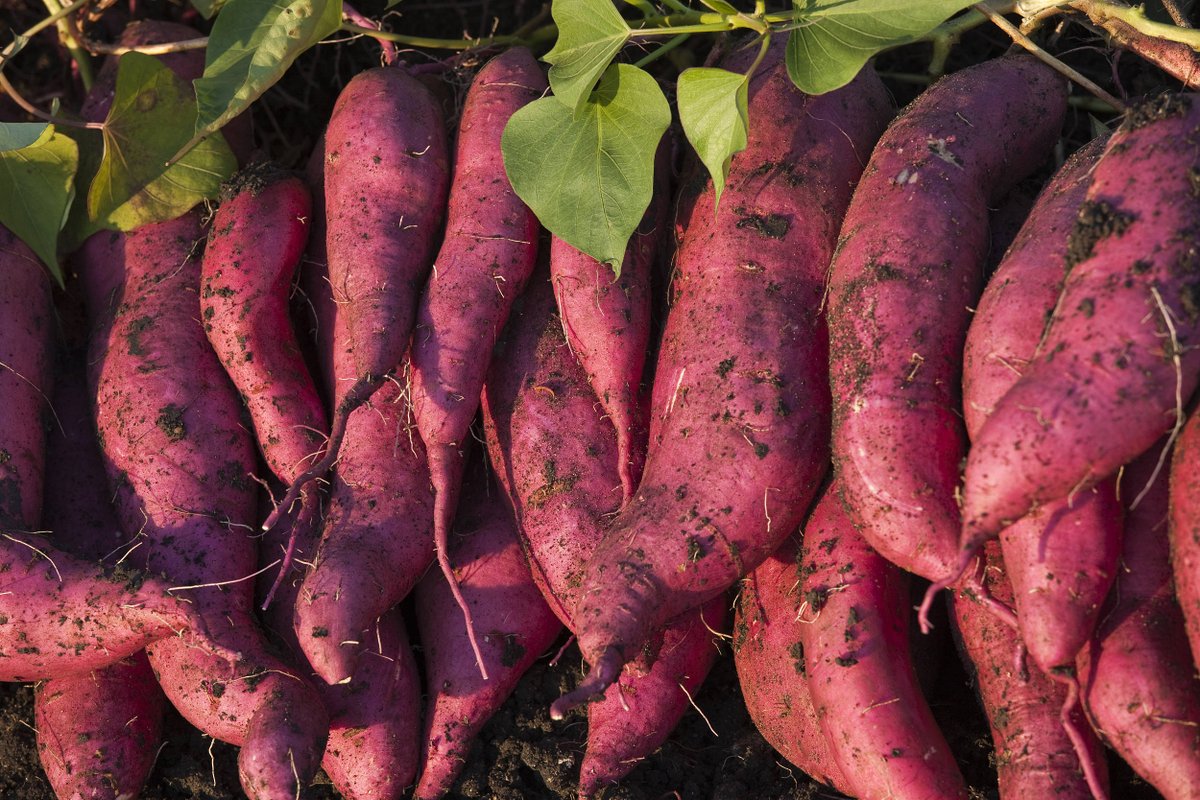 dali ouni tweet media