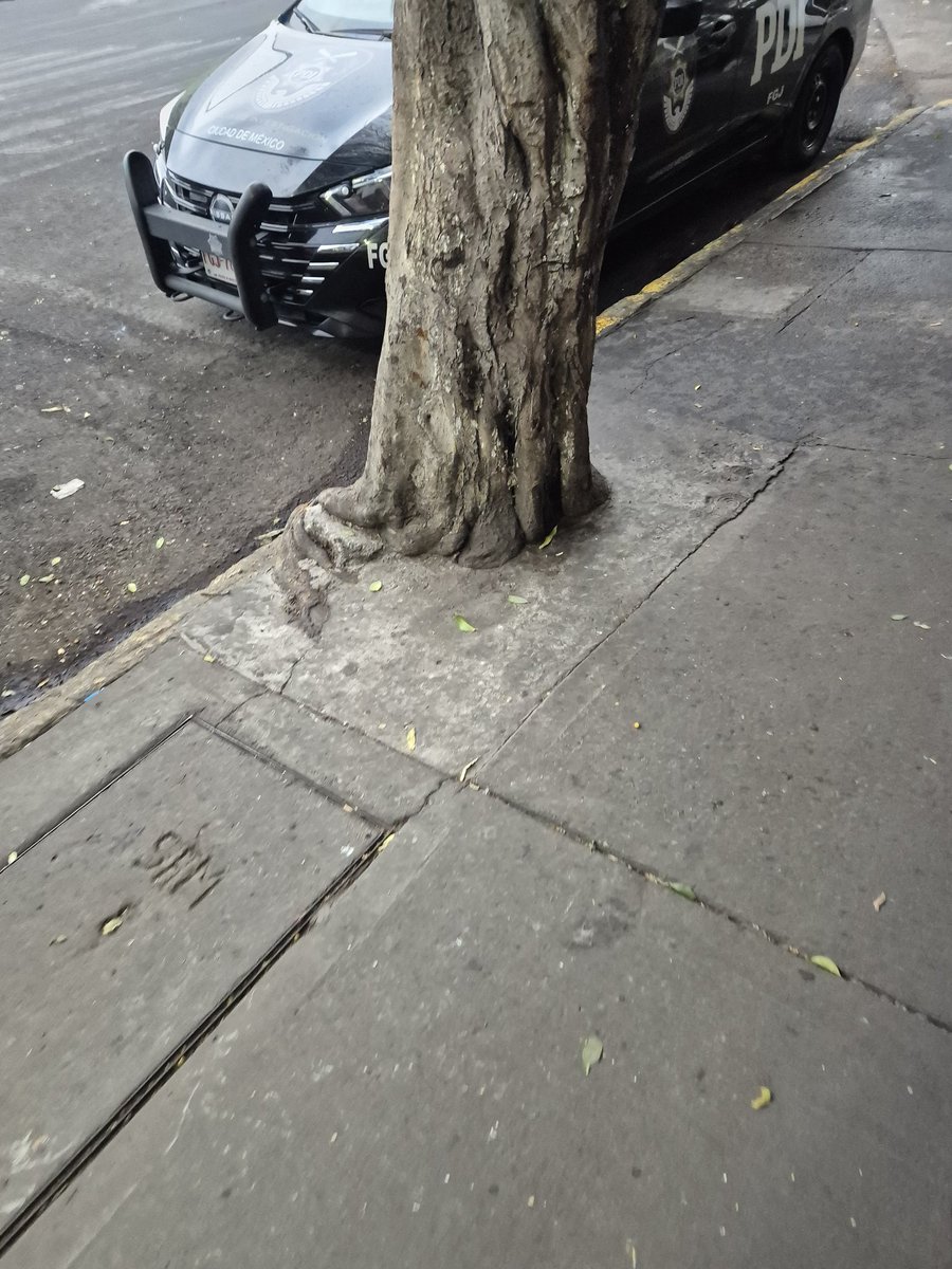 CDMX tweet media