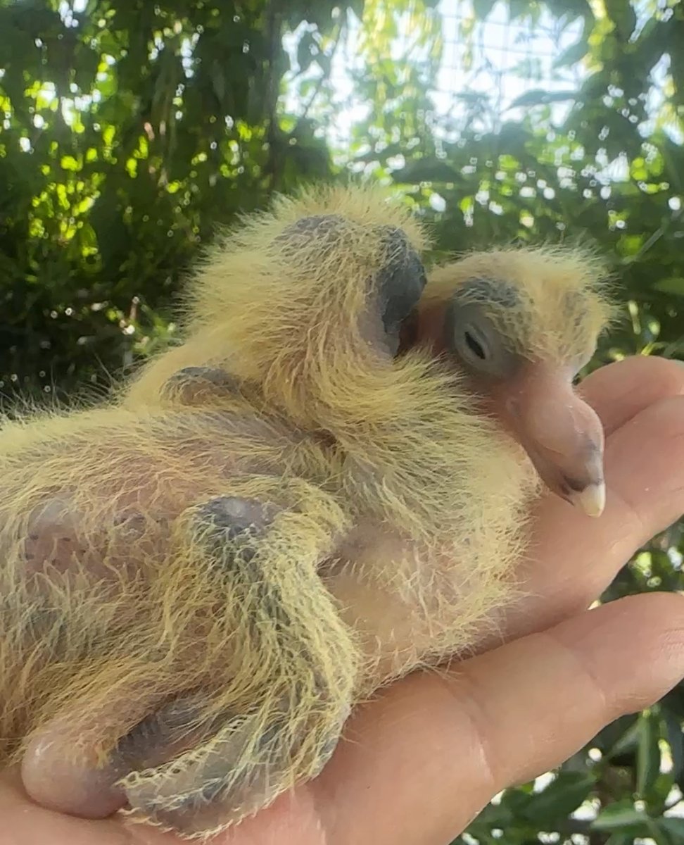 Ника Ёлкина tweet media