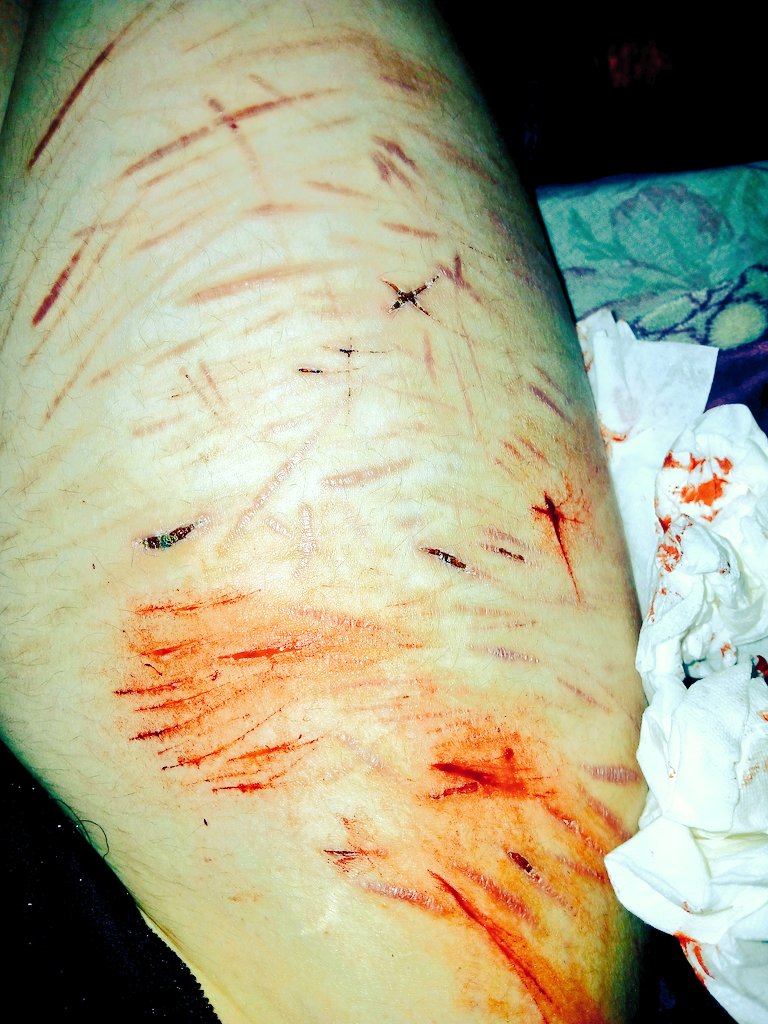 lucifurrr!! 🐾 tweet media