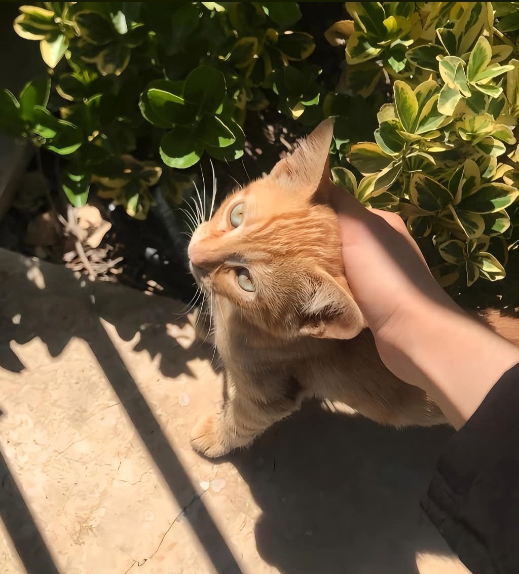 ماشا🦋💫 tweet media